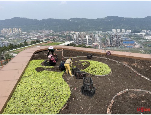 泸州城市绿化带种植什么植物比较好