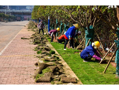 泸州全国最大绿化树苗批发市场在哪里