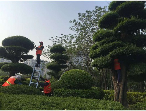 乌鲁木齐城市绿化行情如何